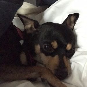 Meet your Posher, Chrissy